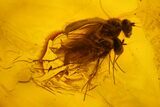 Several Detailed Fossil Flies (Diptera) In Baltic Amber #159767-3
